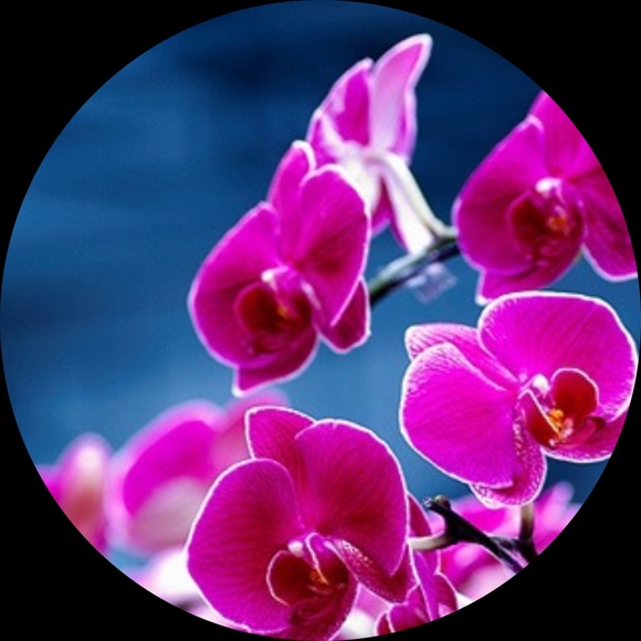 pinklily8